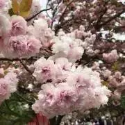 さくらづきの画像
