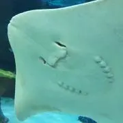 ミサ
