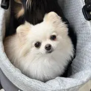cocoの画像
