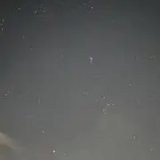 マツの画像