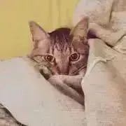 タヌー⭐︎⭐︎⭐︎の画像