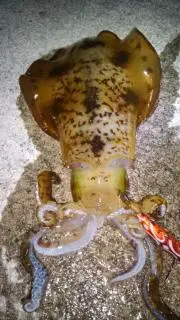 エギングショップ　マルナカの画像