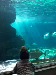 なしくんの画像