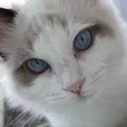 めとしぇらの画像