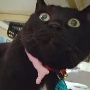 せいこ