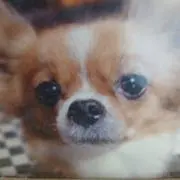 ゆみの画像