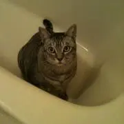 いわしの画像