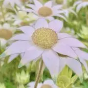 mathu