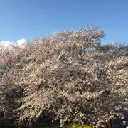 ショートケーキ