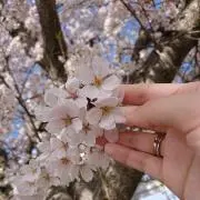 桜〜の画像