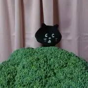 にゃーの画像