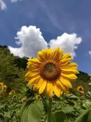 リレナの画像