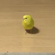 ひわわの画像