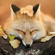 SHIONの画像