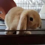 【断捨離中】ガモの画像