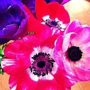 *Anemone*☺︎