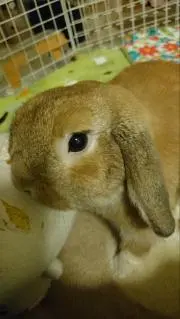メルウサの画像