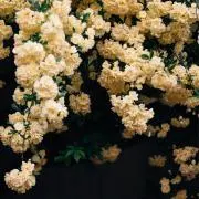 aoの画像