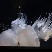 お