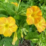 ✳︎mayuhito✳︎の画像