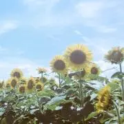 ぴよ