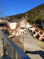 さくらの画像