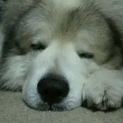 ママ