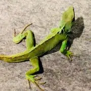 ミームの画像