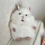 もこ★の画像