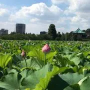 akoyaの画像
