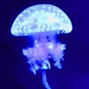 ちよの画像
