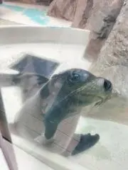 38T厶