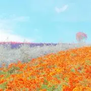 シナモンの画像