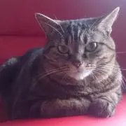 マスカット
