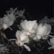 ˖ ࣪⊹の画像