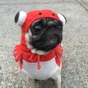 さぉの画像