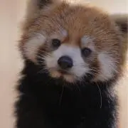 れっさー