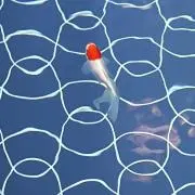 ぐみの画像