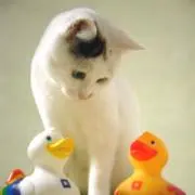 naoの画像