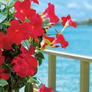 Ocean✨希望価格の相談★大歓迎★の画像