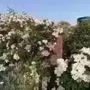 ゆう＊プロフご確認くださいの画像