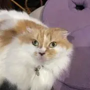 ぴくみん