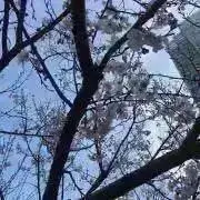 はっかの画像