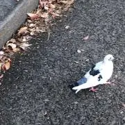 ☆セール　みっきー☆の画像