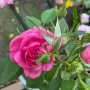 Roseの画像