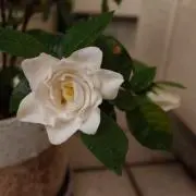 Bambiの画像