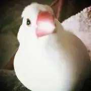 白文鳥の画像