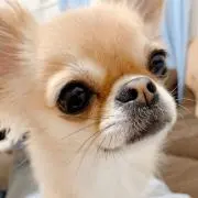 くれちゃん