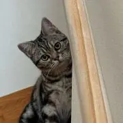 ふからいの画像