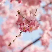 ♡SAKURA♡
